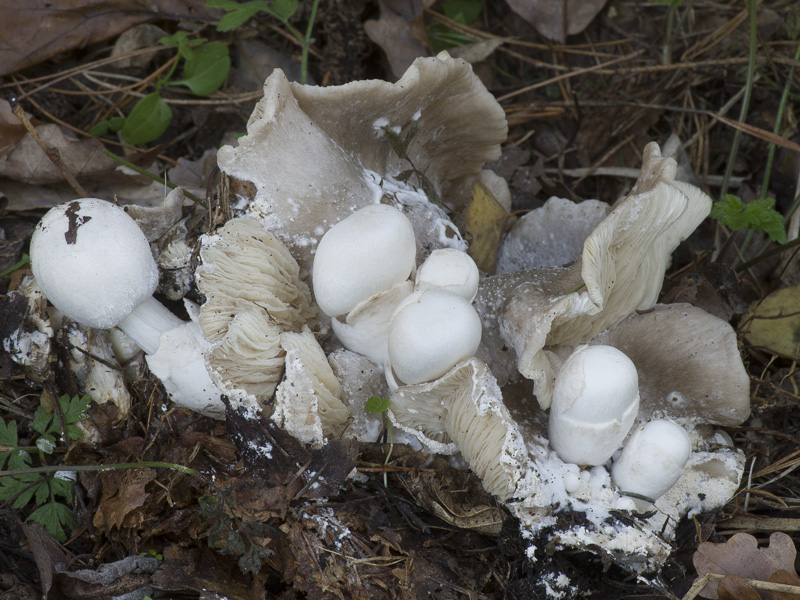 Volvariella surrecta